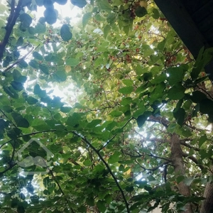 منزل ویلای نزدیک حرم