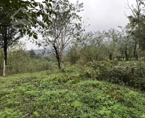 زمین مسکونی جاده ی امام زاده ابراهیم