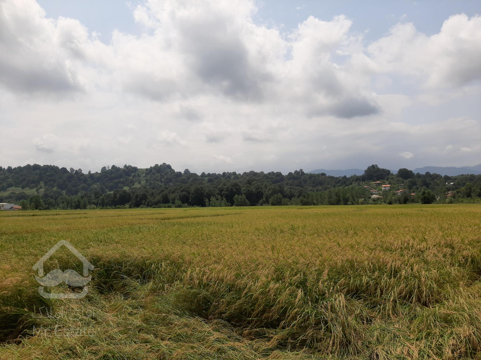 فروش زمین زراعی بر اصلی کتشال