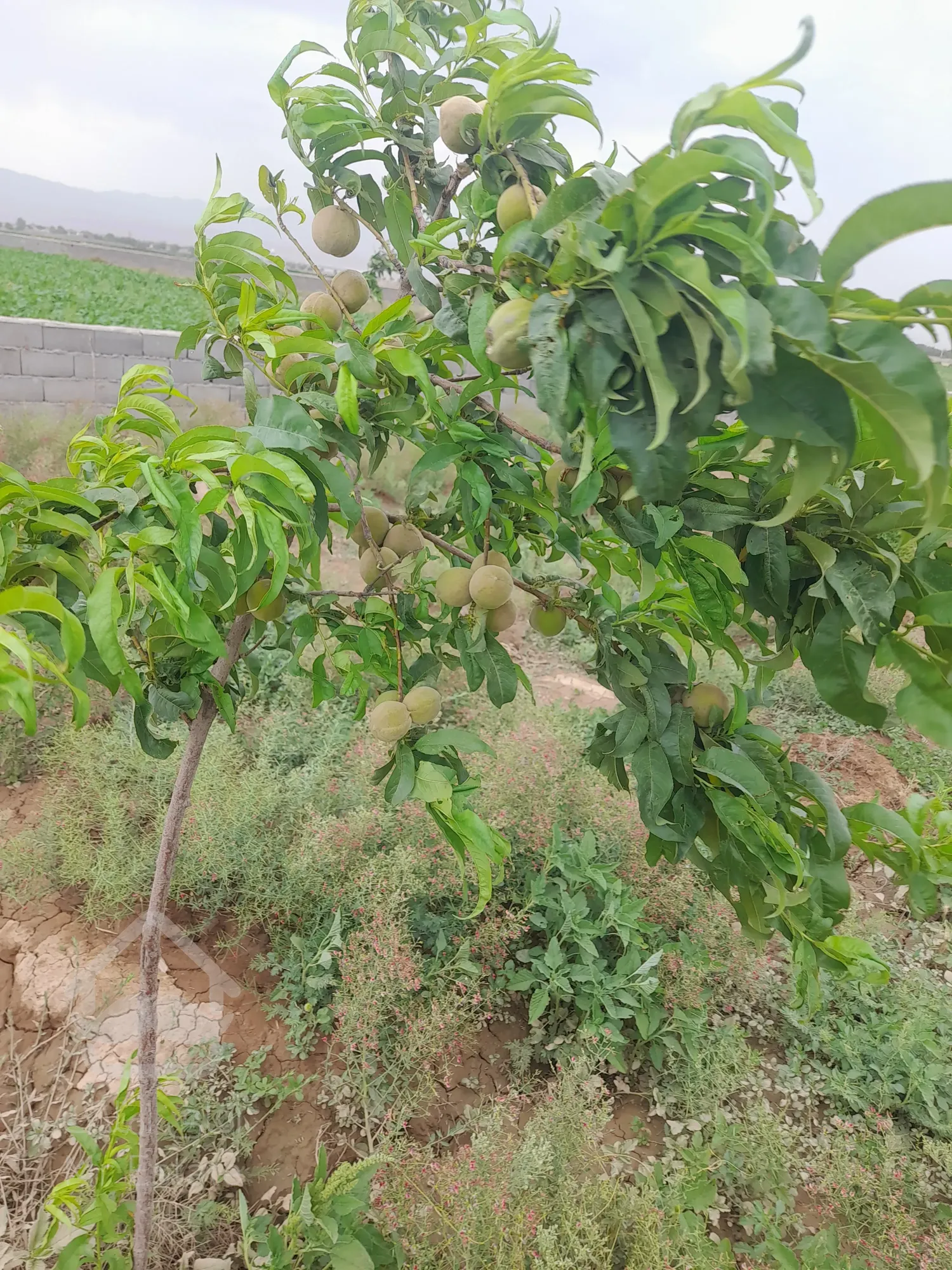 باغچه ۷۷۰ متری پاکدشت قرمزتپه