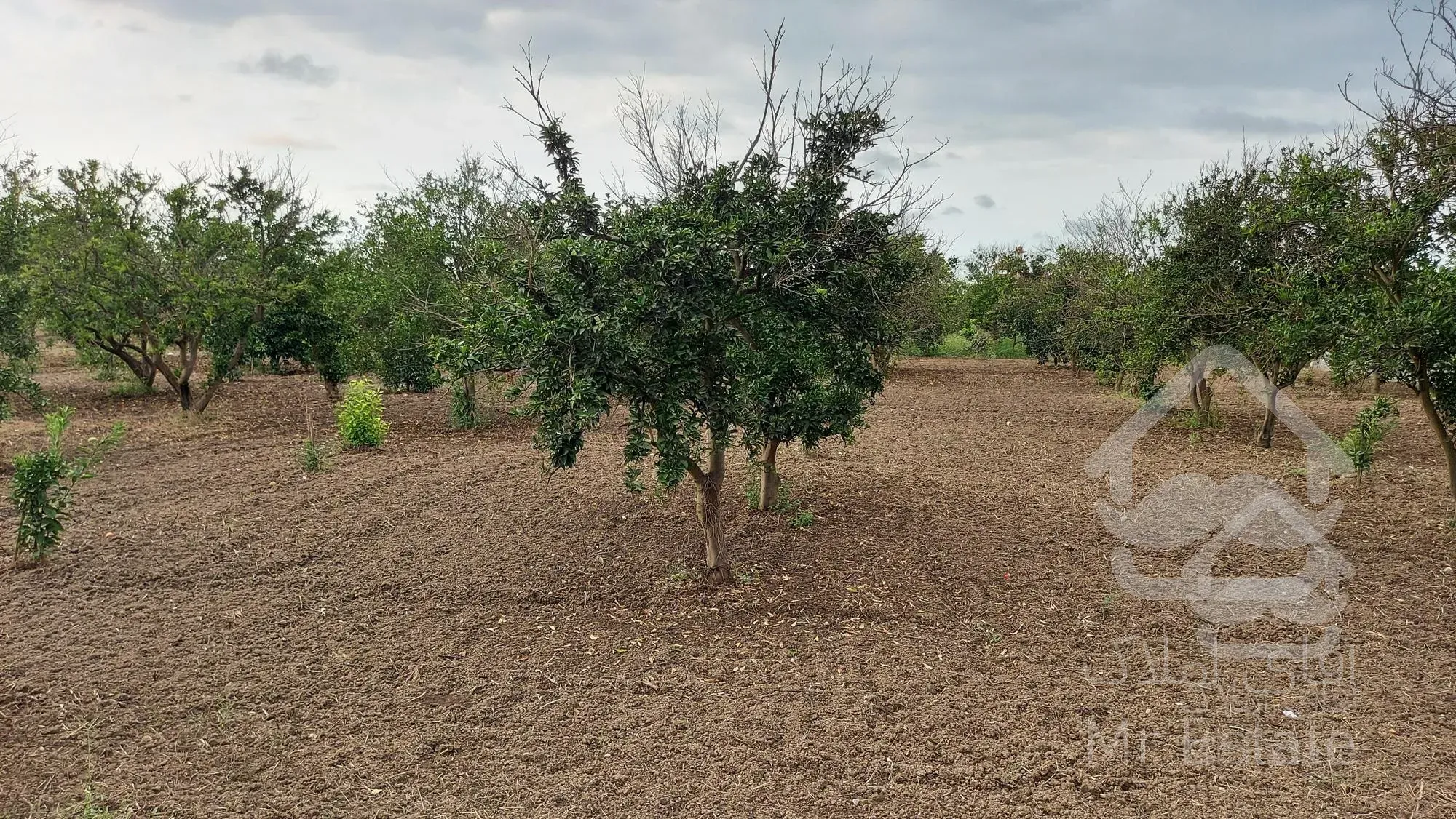 باغ مرکبات 1000متری داخل بافت روستا