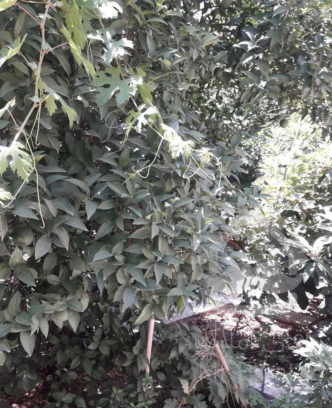 ۱۶۵ متر قدیمی حیاط دار سنایی میدان شعاع