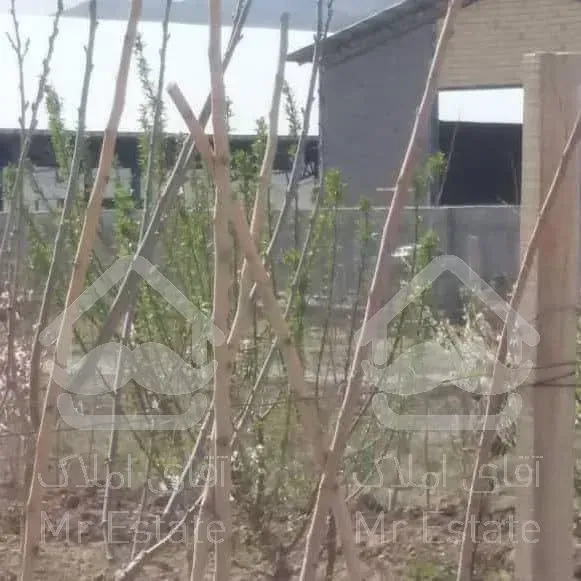 زمین باغی با نهال های دوساله