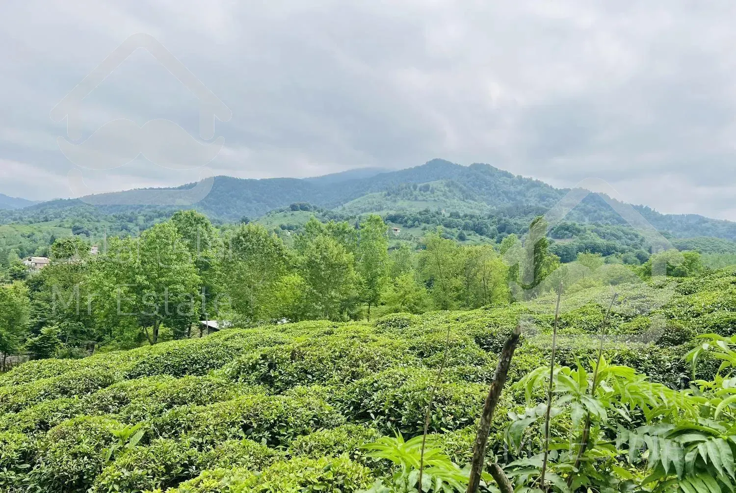 2000 متر زمین با ویو ارتفاع جنگلی سند تک برگ