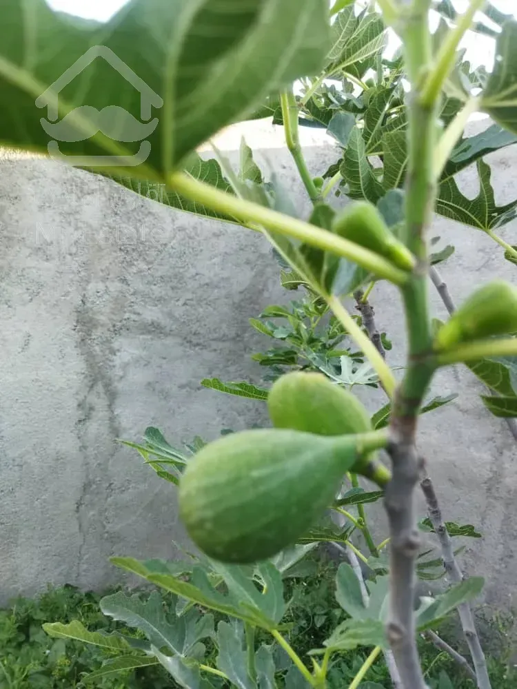 فروش 500متر زمین