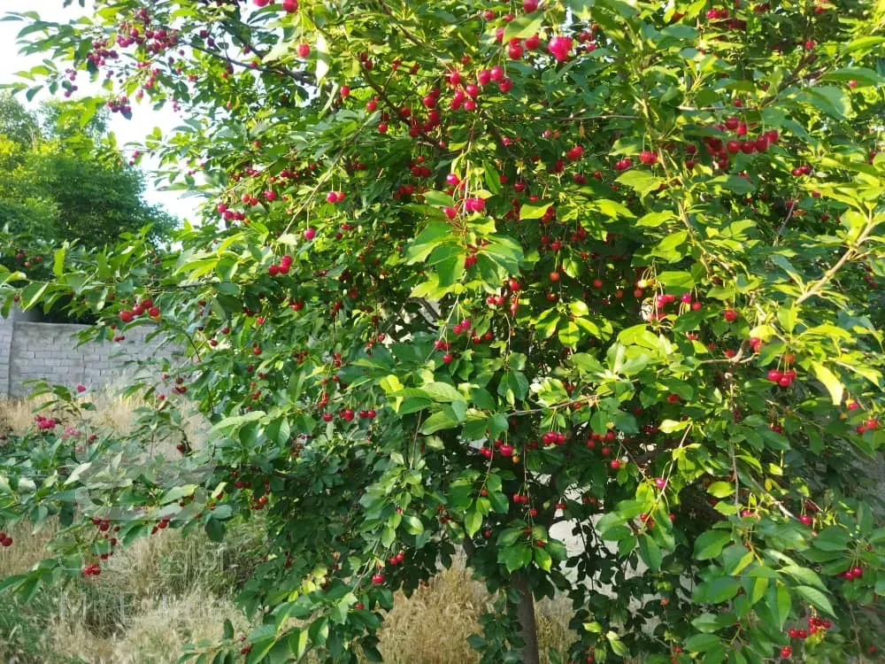 فروش 500متر زمین