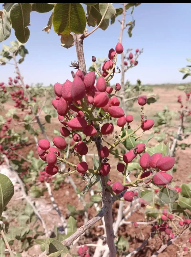 باغ پسته ۷ هکتار زیر قیمت