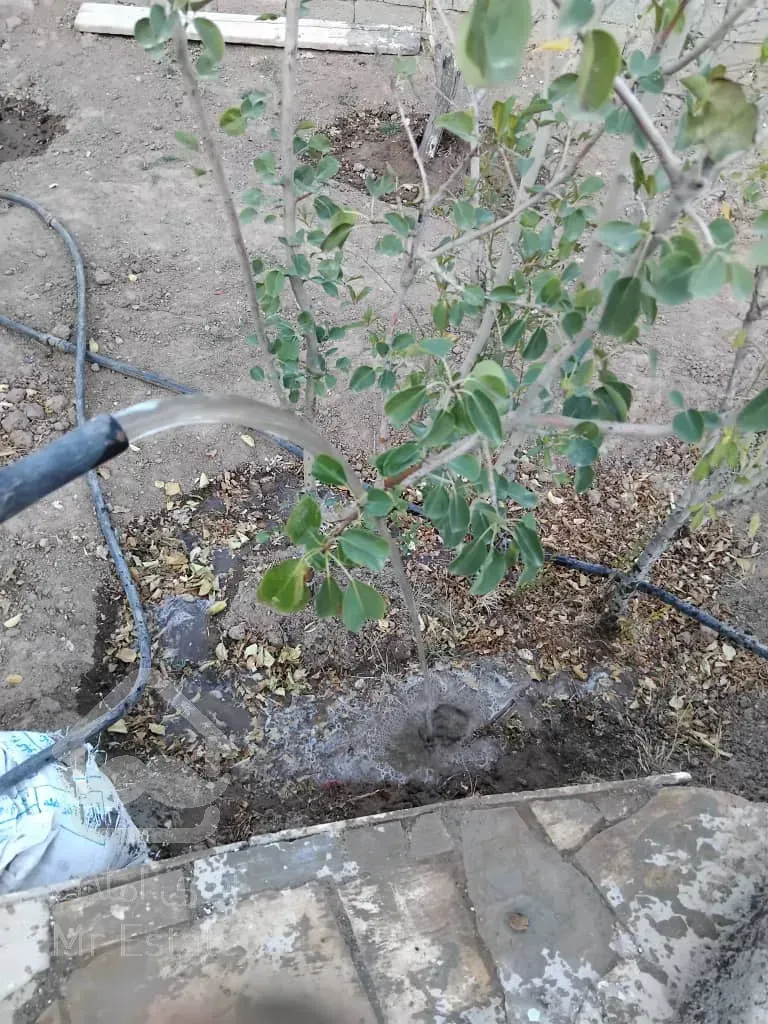 شهریار پرندک ۸۱۰ متر منطقه گردشگری تخت رستم