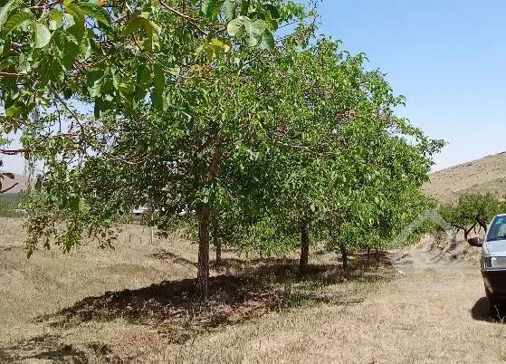 فروش باغ سمت ابرو نزدیک چشین