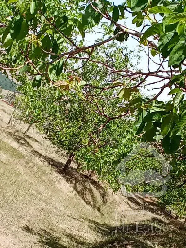 فروش باغ سمت ابرو نزدیک چشین