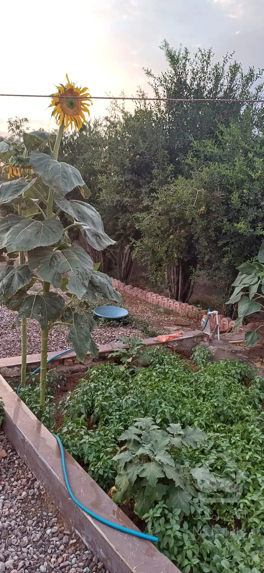 ۶۳۰ متری سنددار