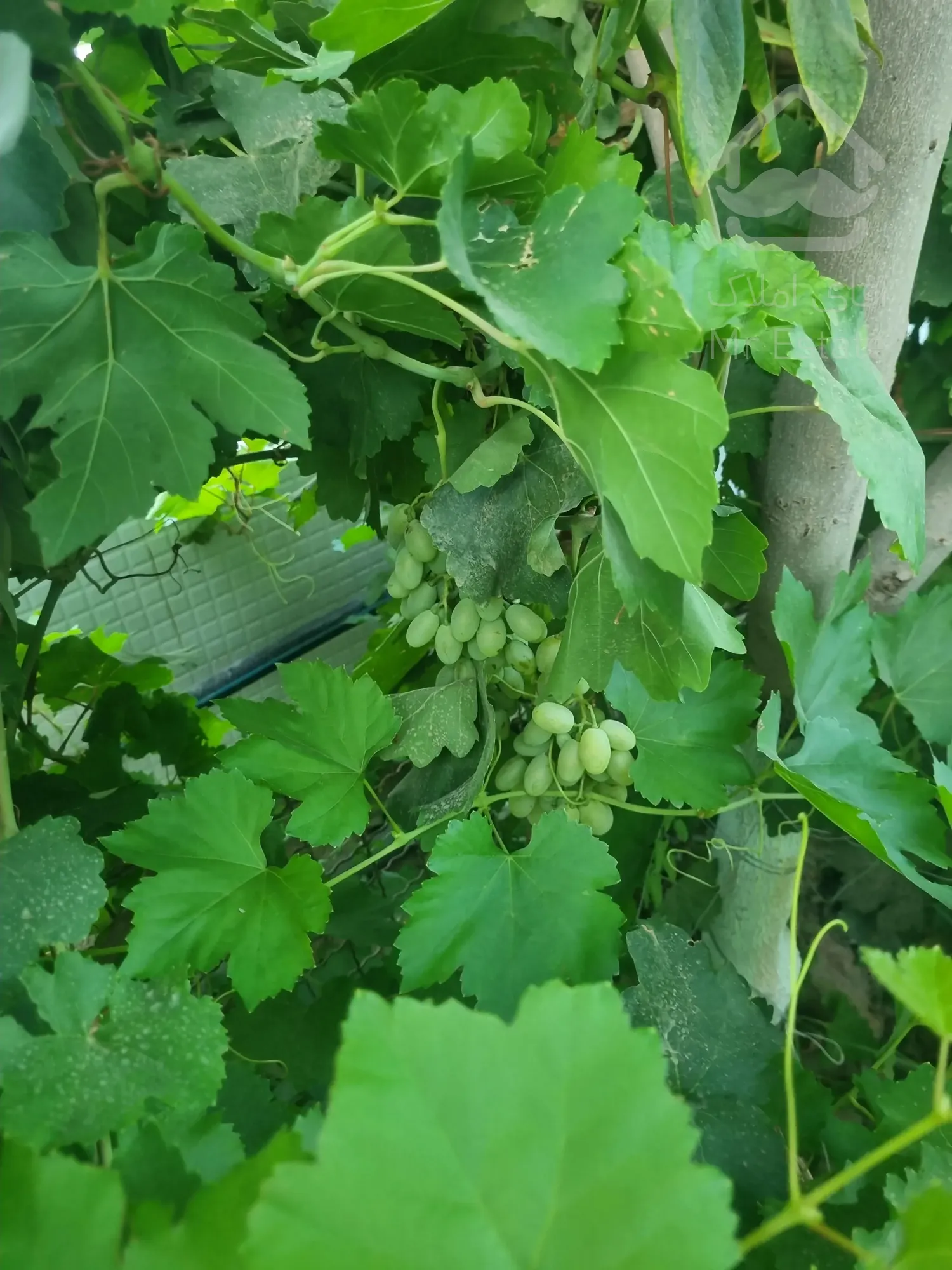 باغ ویلا ۱۵ دقیقه از آزادگان