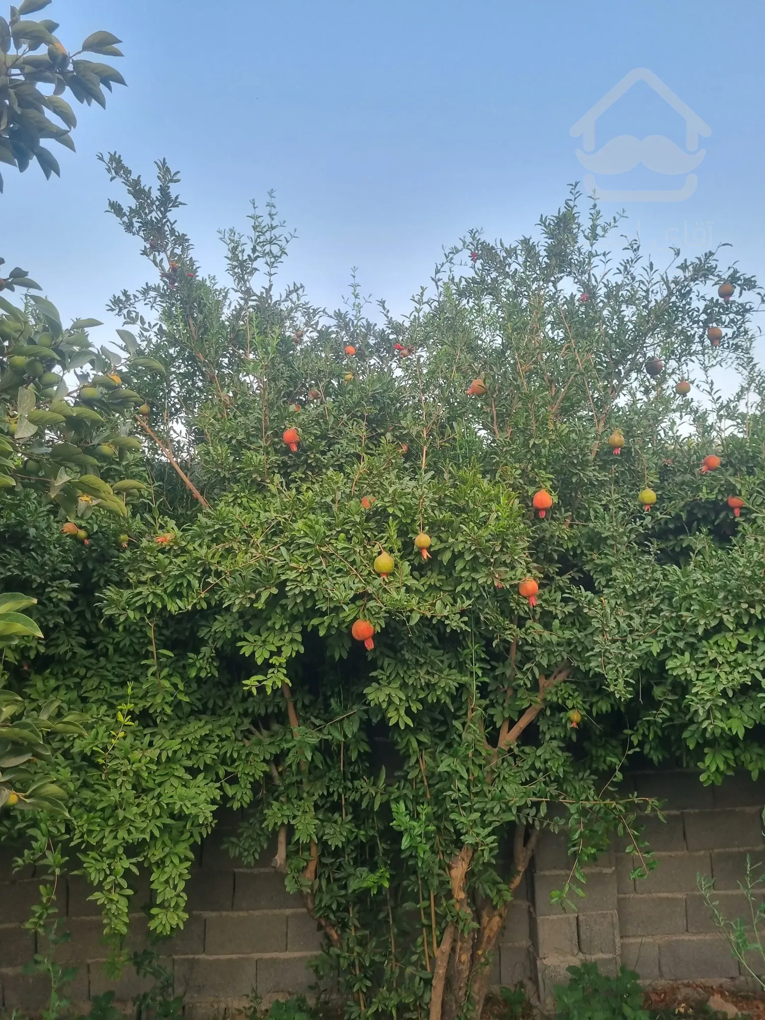 باغ ویلا ۱۵ دقیقه از آزادگان