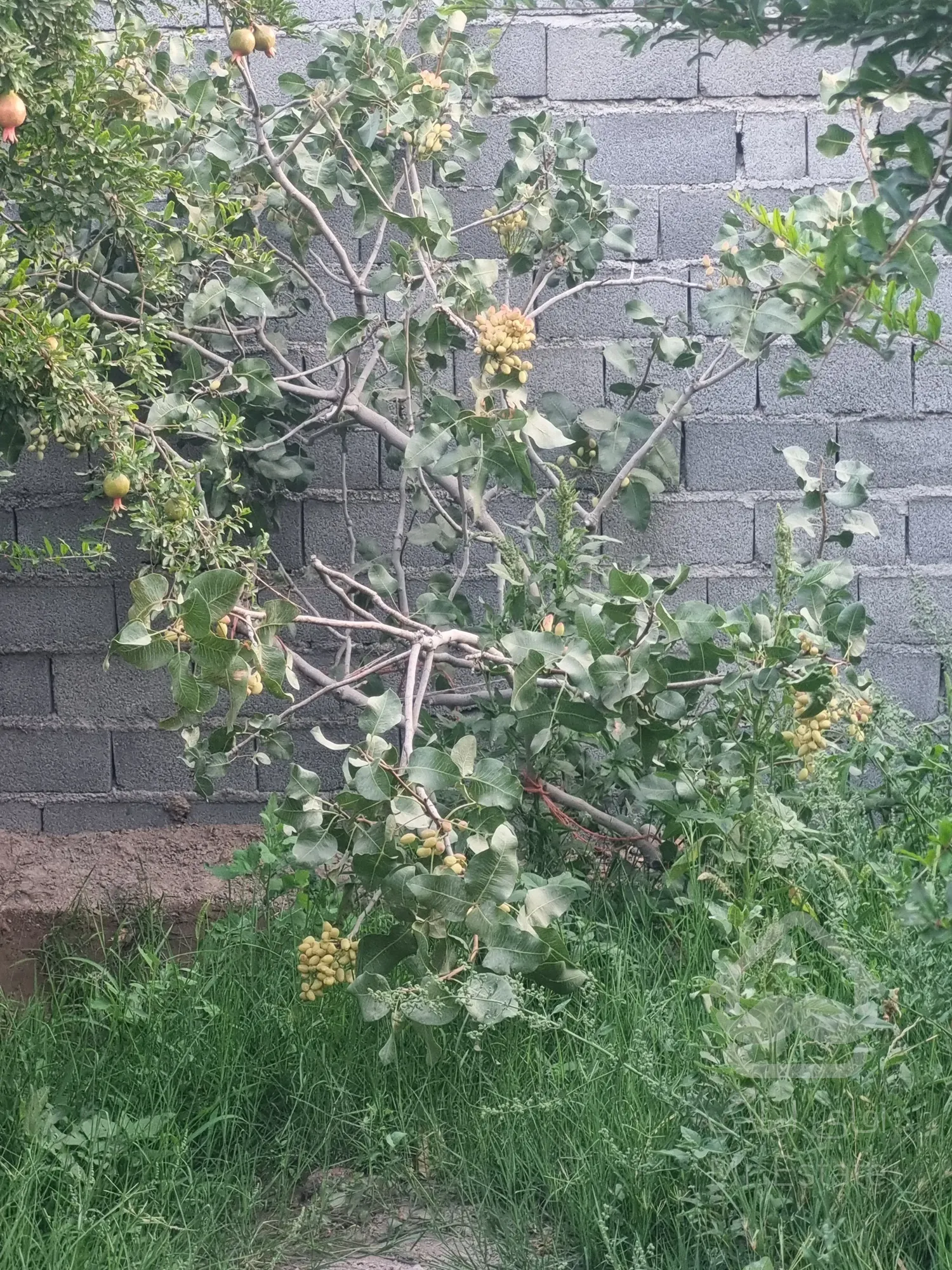 باغ ویلا ۱۵ دقیقه از آزادگان