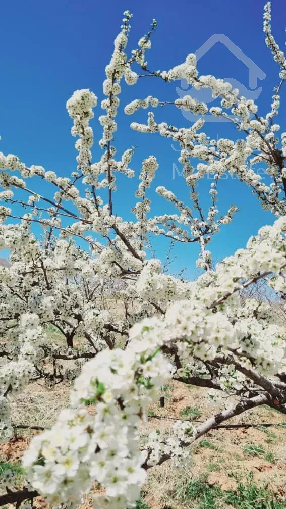 فروش باغ ویلا