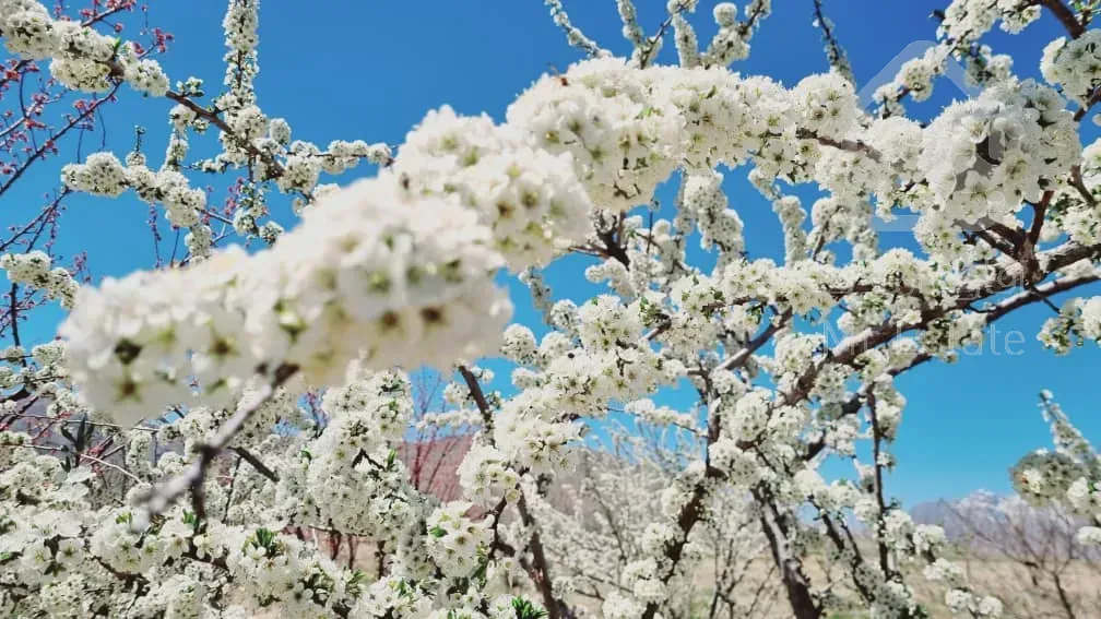 فروش باغ ویلا