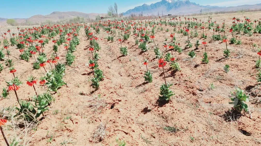 فروش باغ ویلا