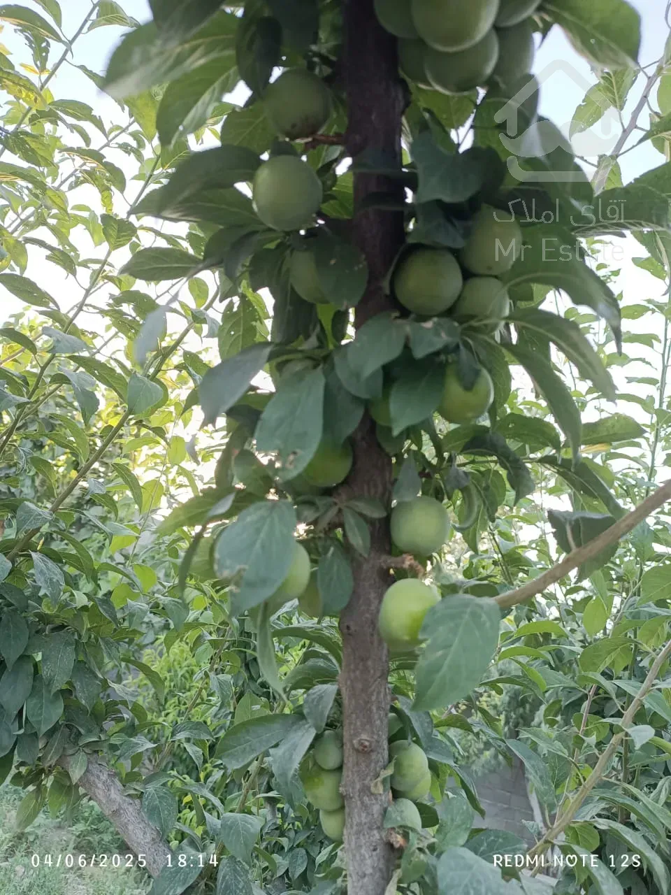 باغ ویلا ۱۶۰۰متر سند تک برگ