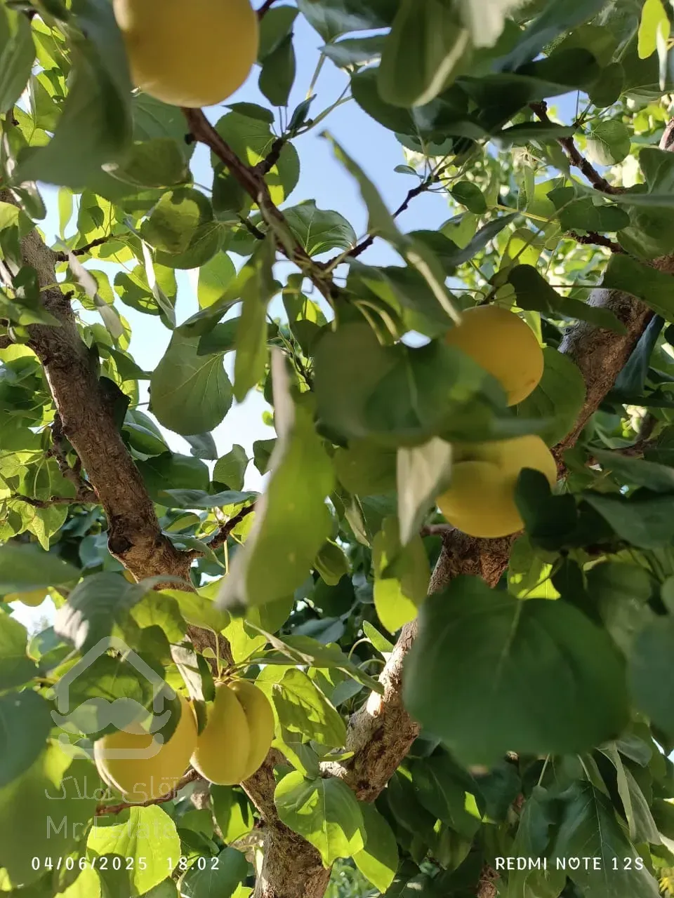 باغ ویلا ۱۶۰۰متر سند تک برگ