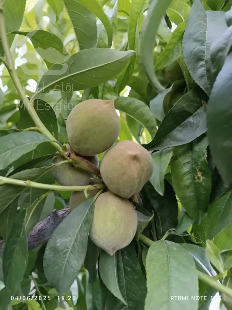 باغ ویلا ۱۶۰۰متر سند تک برگ