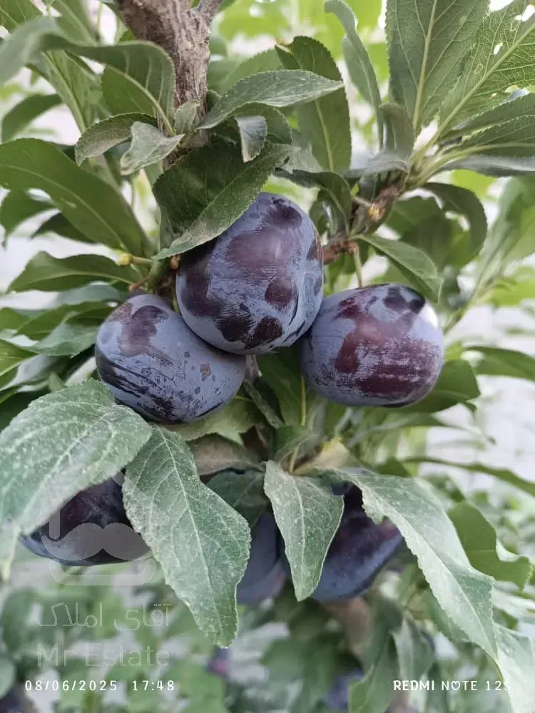 باغ ویلا ۱۶۰۰متر سند تک برگ