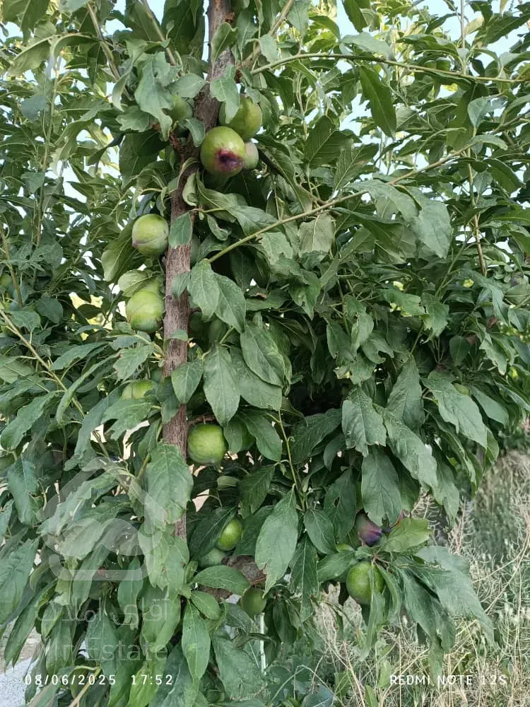 باغ ویلا ۱۶۰۰متر سند تک برگ