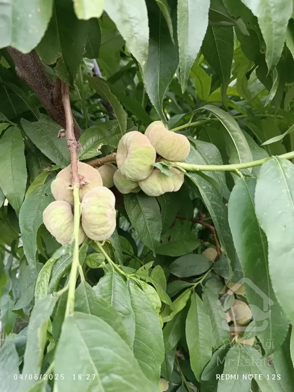 باغ ویلا ۱۶۰۰متر سند تک برگ