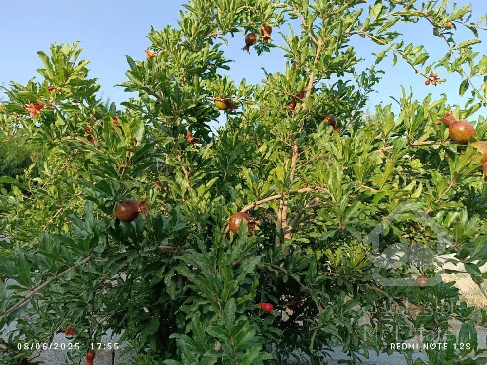 باغ ویلا ۱۶۰۰متر سند تک برگ