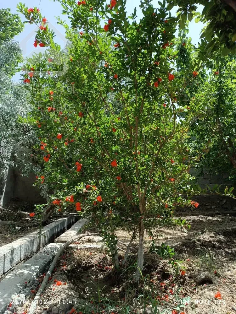 باغ ویلا ۱۶۰۰متر سند تک برگ