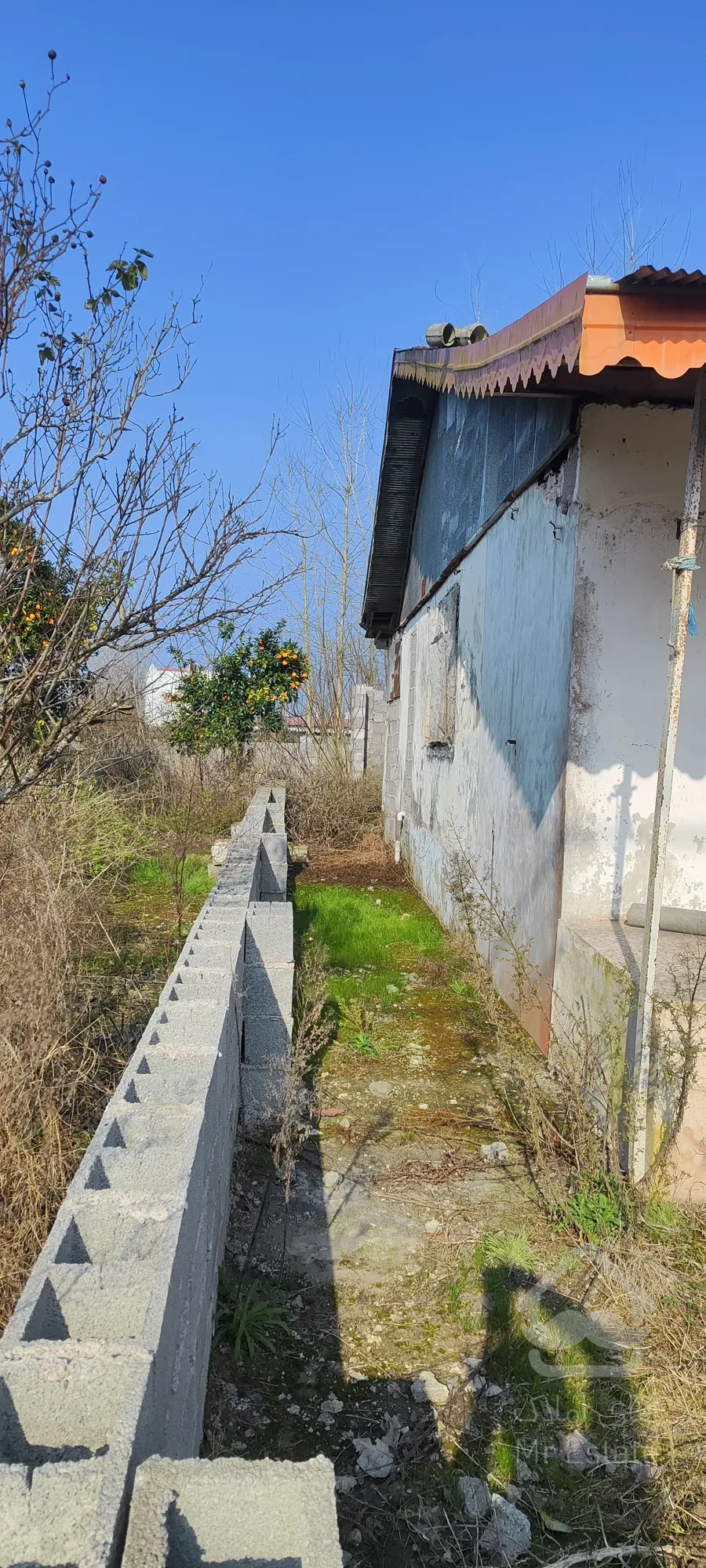 کلنگی چپرپرد بندرانزلی