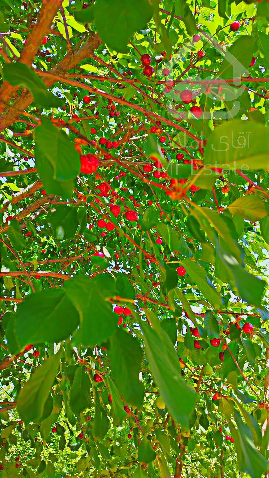 فروش باغ ۷۰۰ متری با موقعیتی عالی