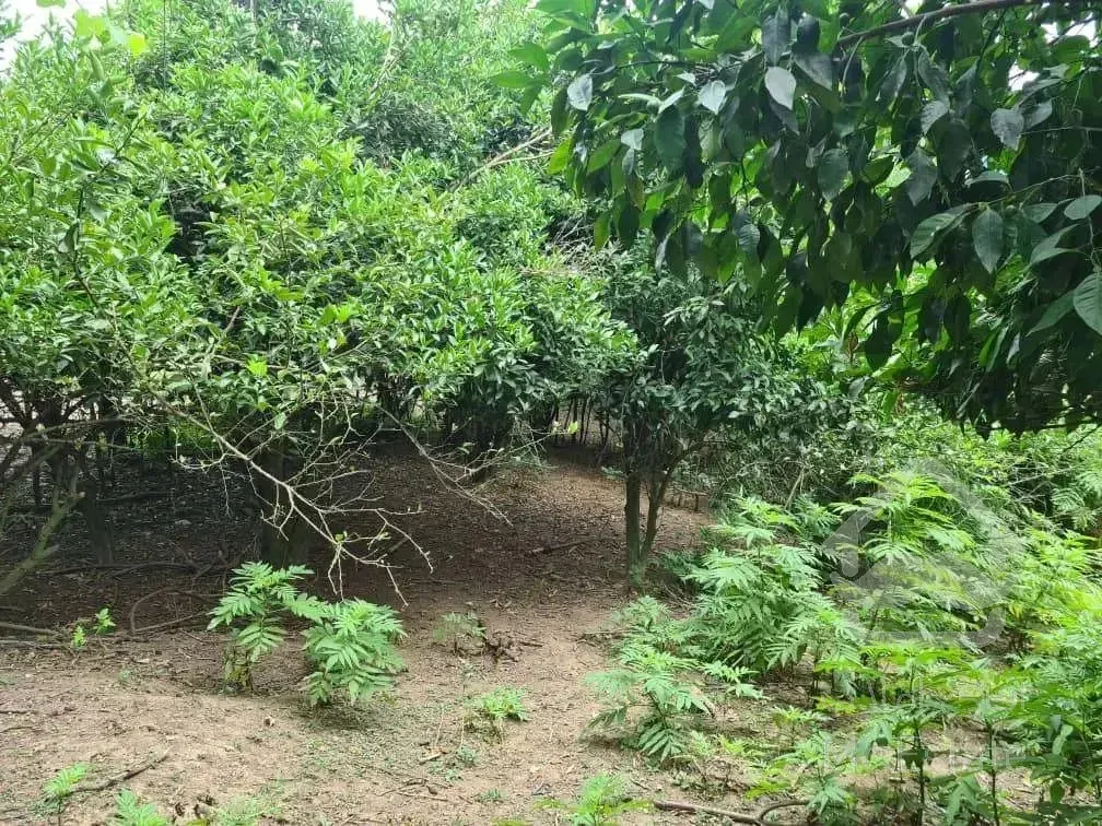 فروش باغ مشجر