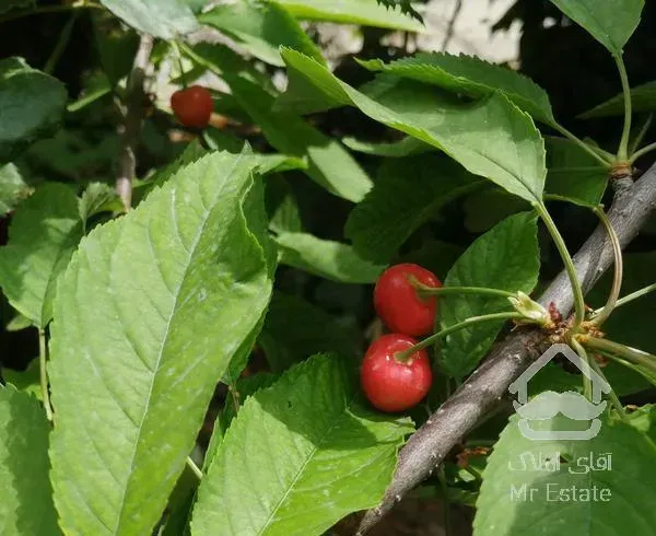 آپارتمان با بازسازی کامل هزارجریب کوی امام صادق