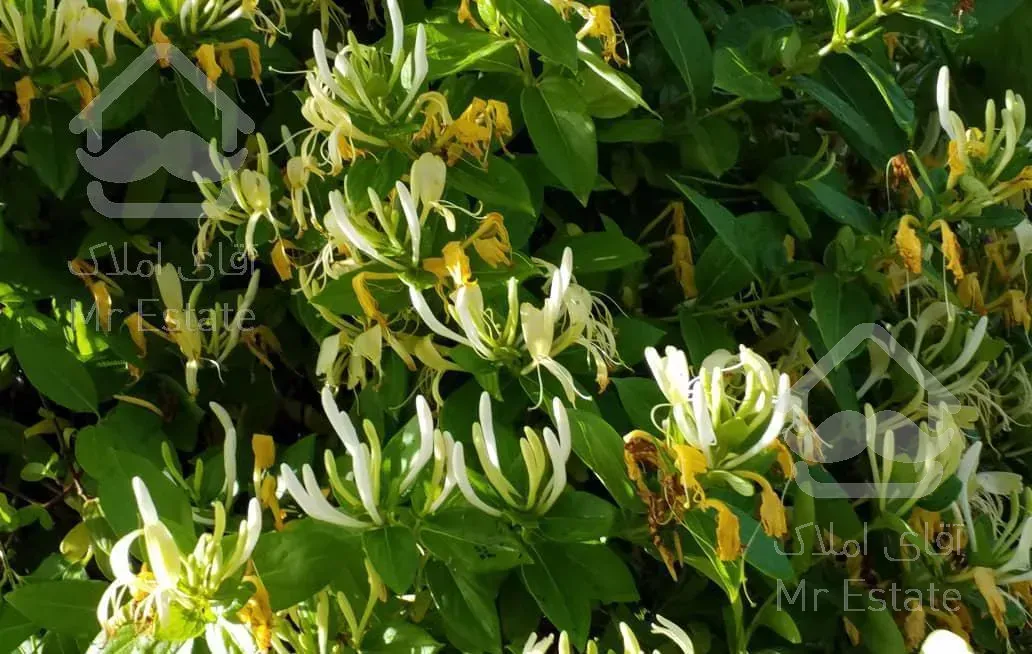 باغ ویلا ۲۸۰۰ متری  منطقه کردان آغشت