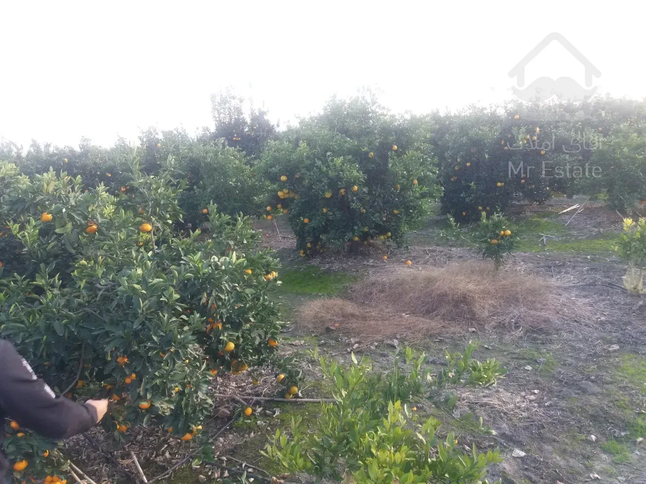 باغ مرکبات 600 متری موقعیت عالی