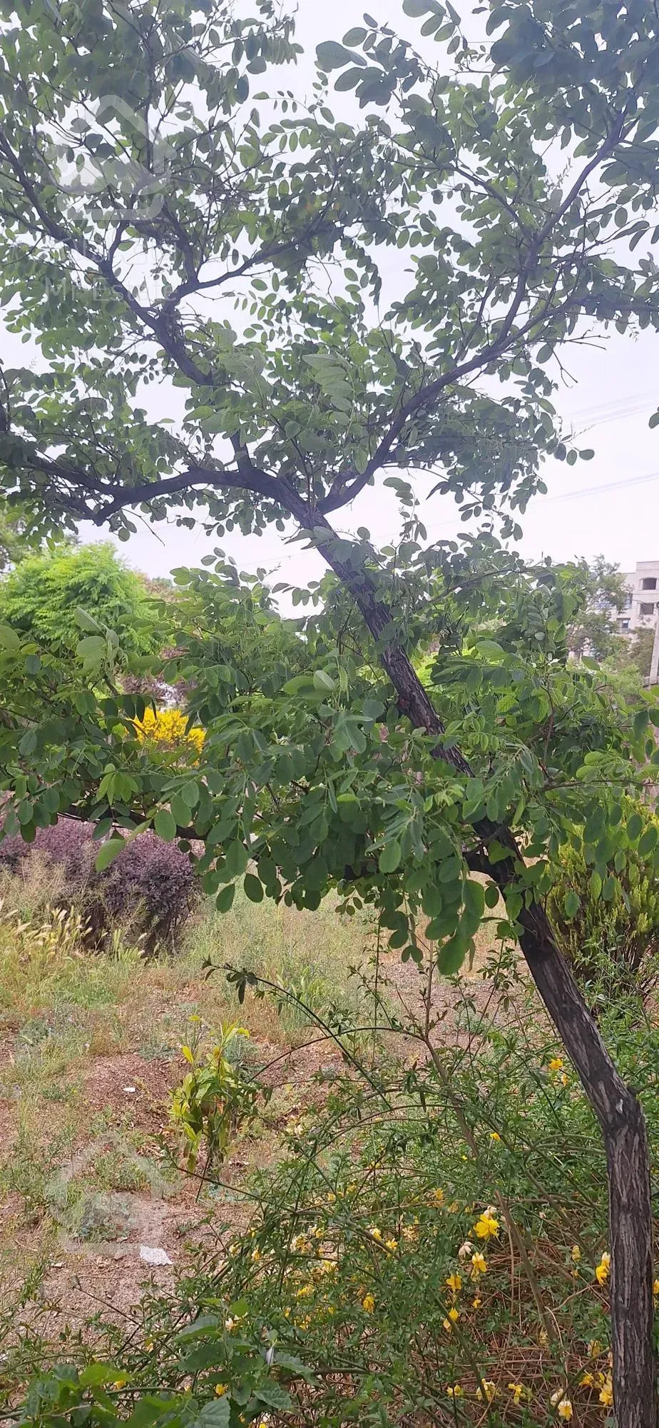 فروش کلنگی ۱۹۸ متر حکیمیه