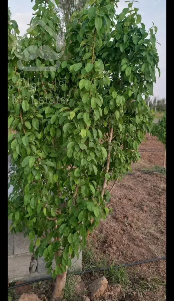 فروش باغ کشاورزی