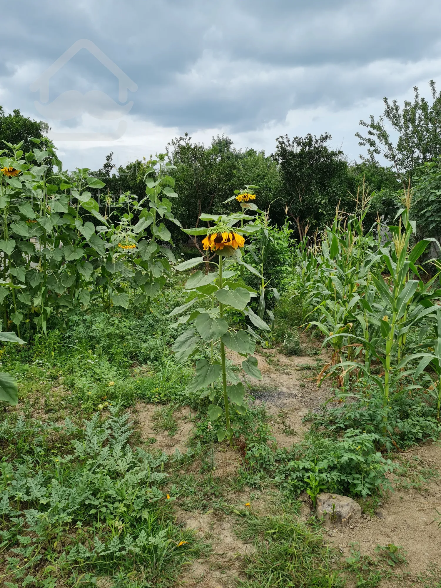 زمین ۳۰۰متری جاده کیاکلا