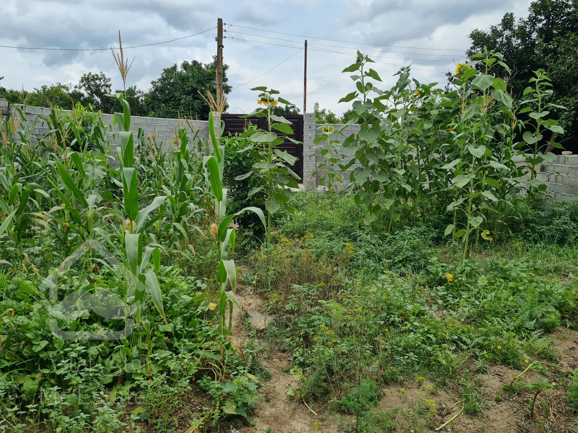 زمین ۳۰۰متری جاده کیاکلا