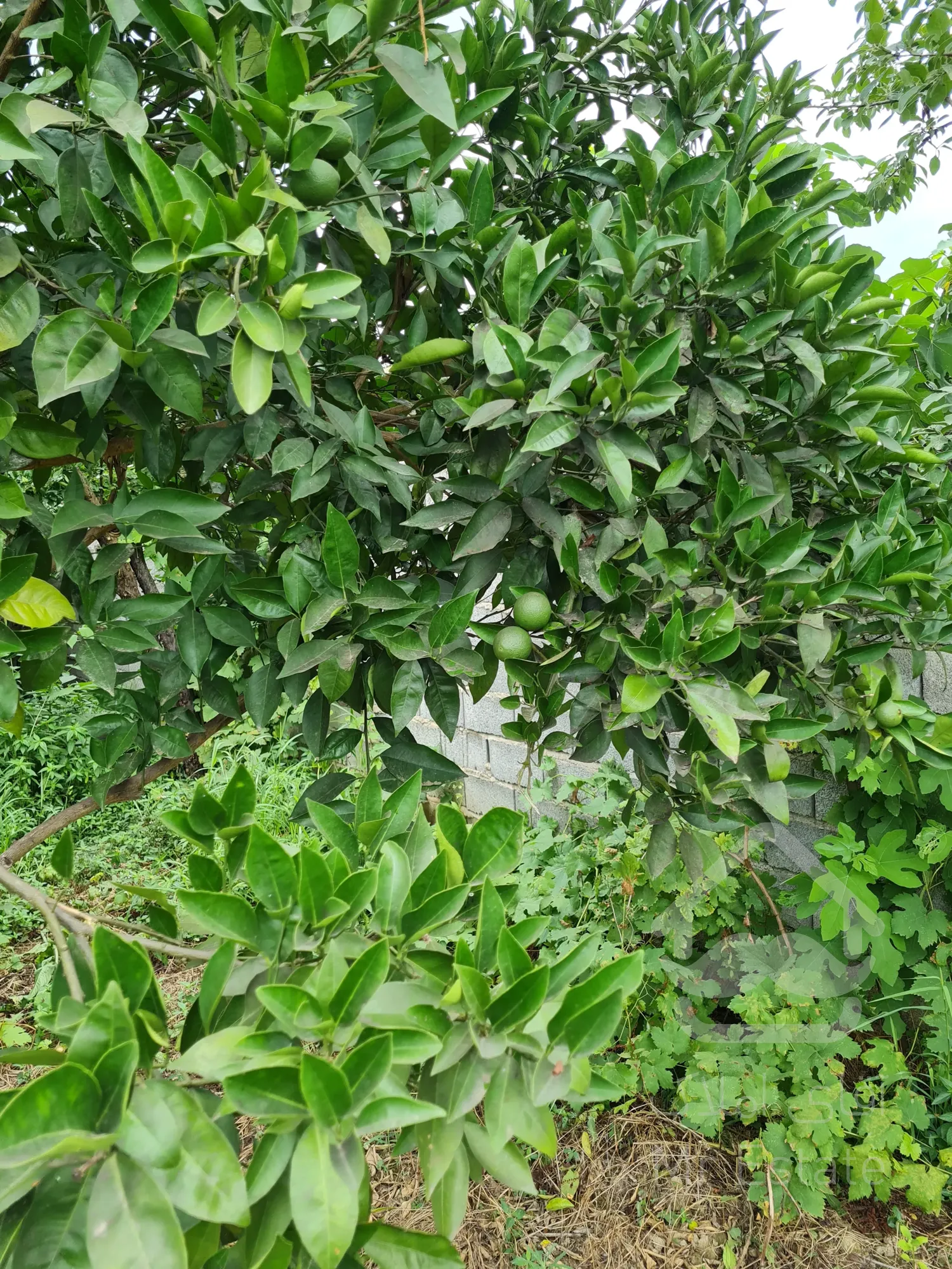 زمین ۳۰۰متری جاده کیاکلا