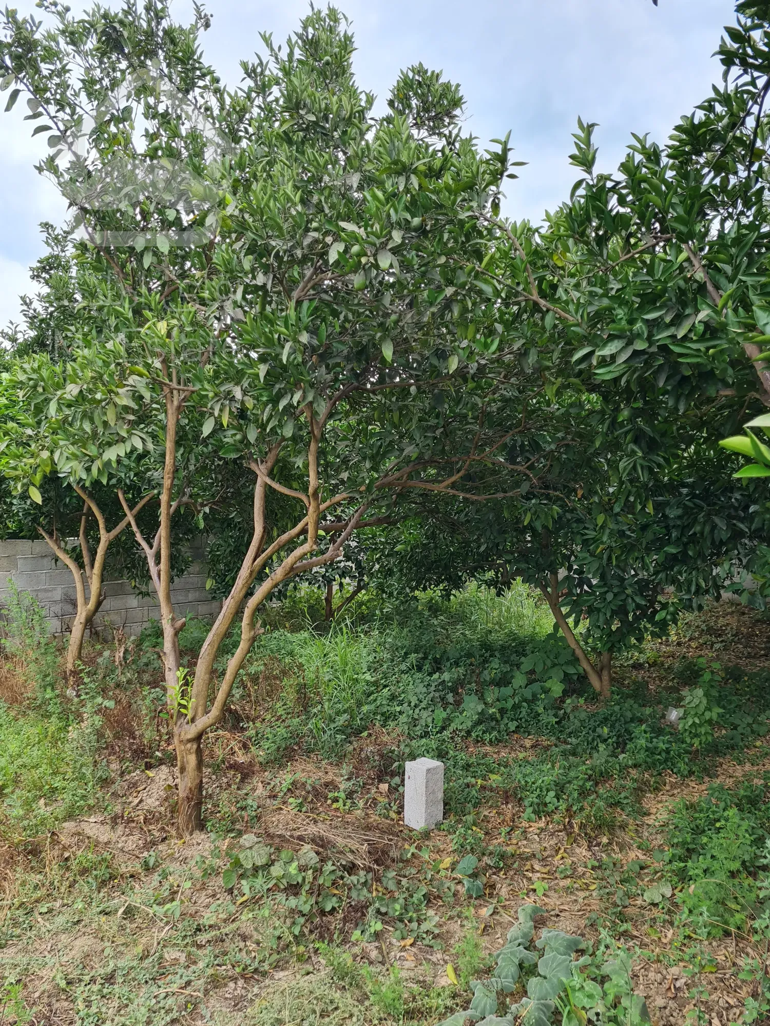 زمین ۳۰۰متری جاده کیاکلا