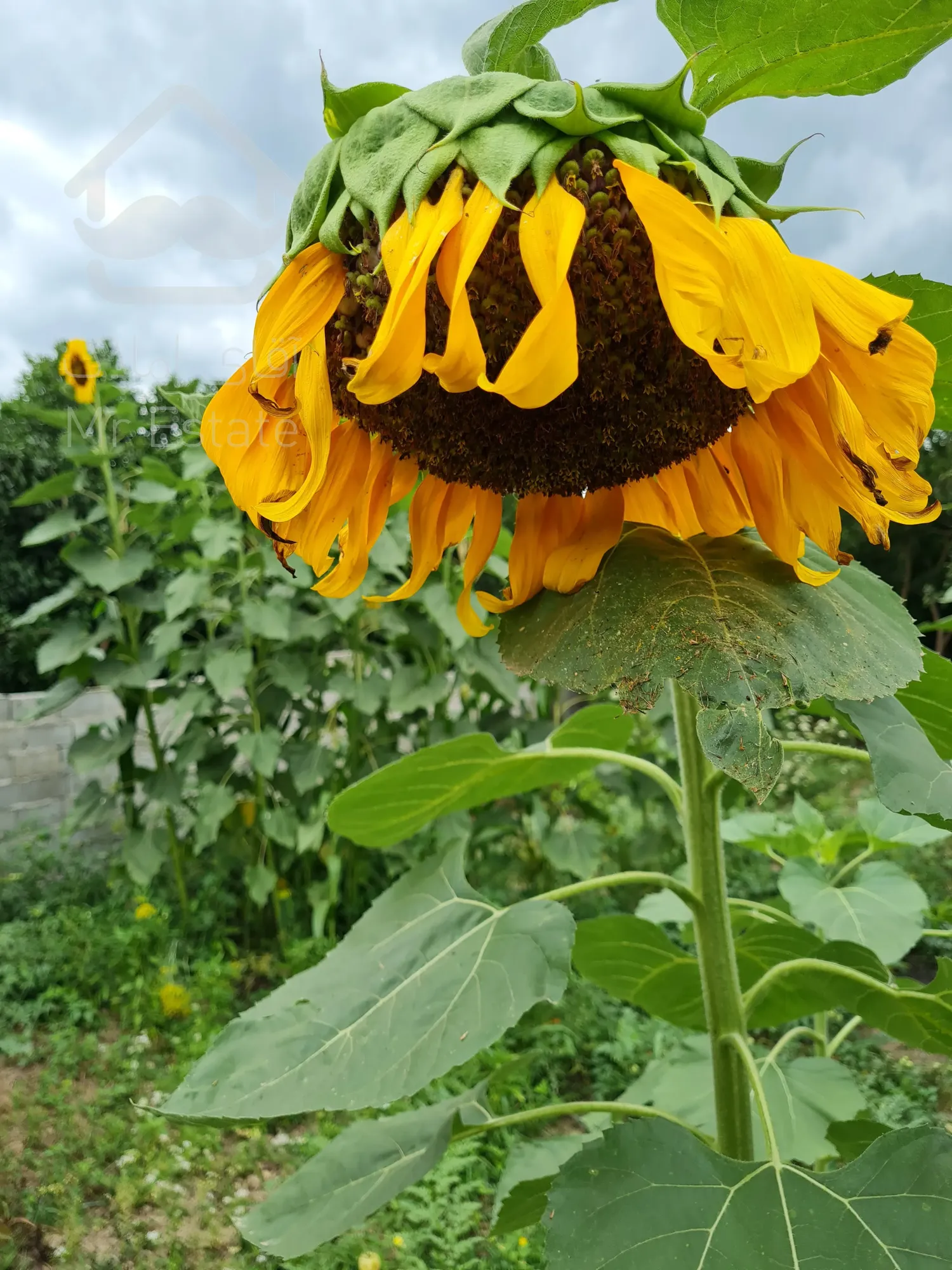 زمین ۳۰۰متری جاده کیاکلا