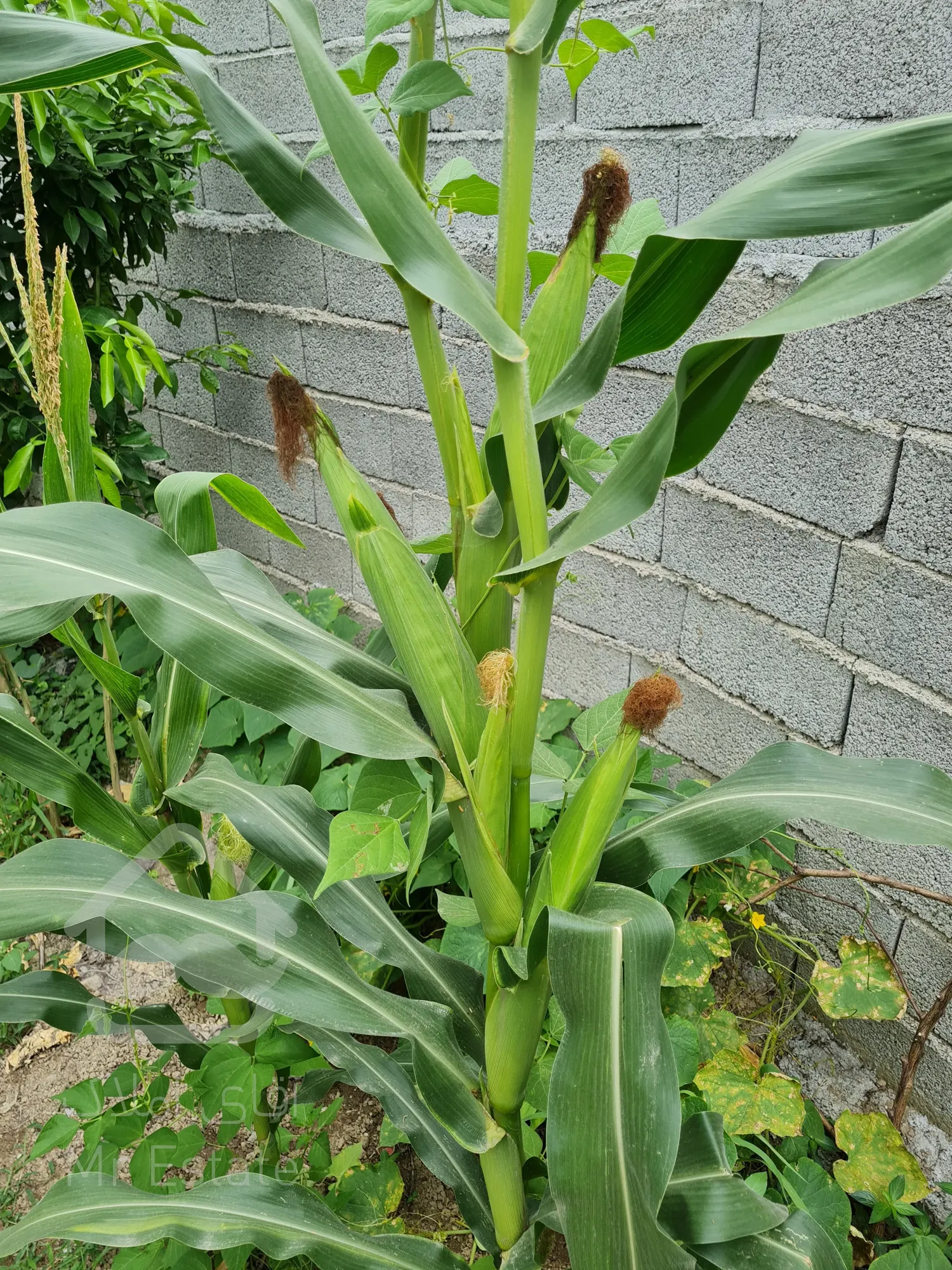 زمین ۳۰۰متری جاده کیاکلا