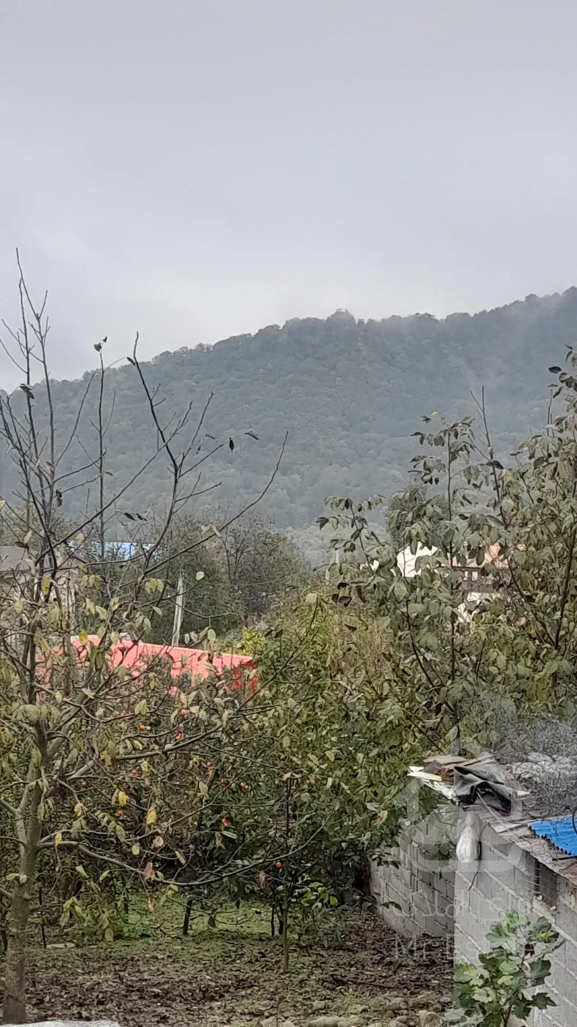 فروش یا تهاتر زمین مسکونی ییلاقی