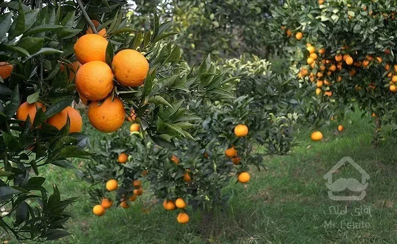 باغ مرکبات 600 متری موقعیت عالی