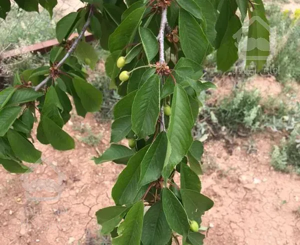 ۴۵۰ متر باغ در هومند وادان