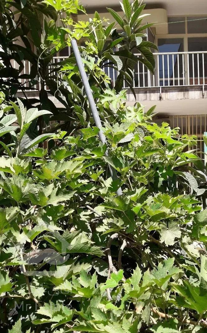 ۱۶۵ متر قدیمی حیاط دار سنایی میدان شعاع