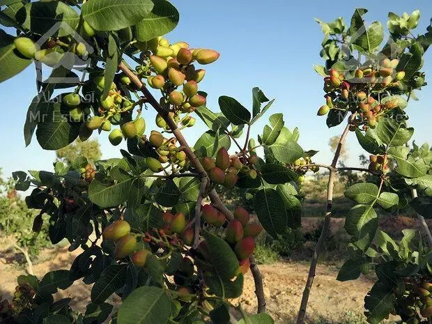 فروش زمین پسته در تهران