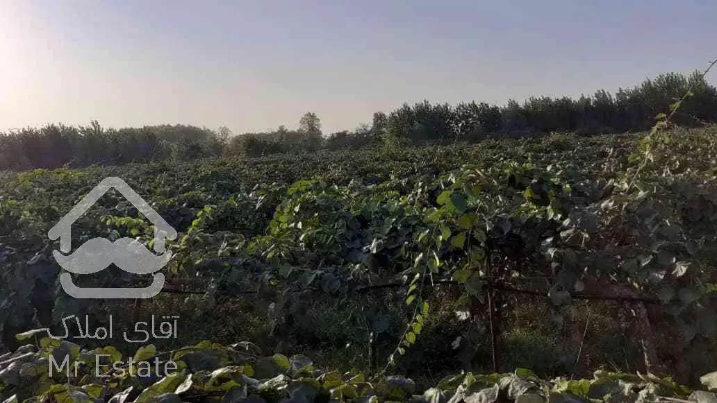 باغ کیوی سند دار پرمحصول