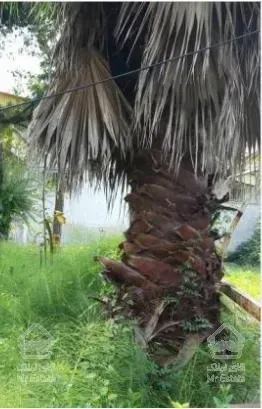 ویلا شهرکی 505 متری کلارآباد